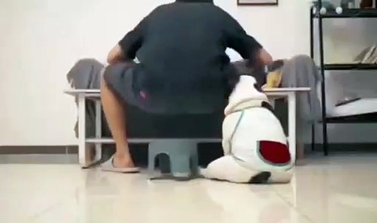 Anjing Lucu #2