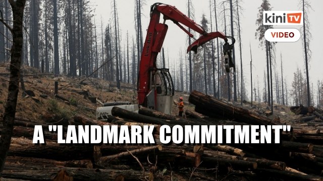 Over 100 global leaders pledge to end deforestation by 2030