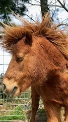 Miniature Pony Poses Like a Super Model