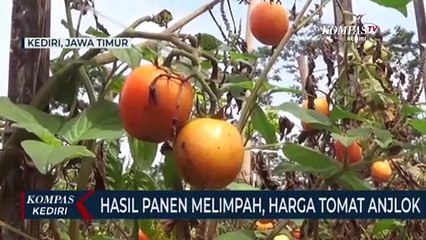 Hasil Panen Melimpah, Harga Jual Tomat Di Tingkat Petani Anjlok