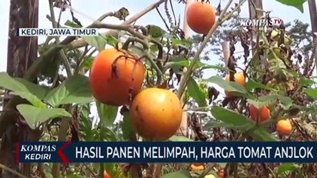 Hasil Panen Melimpah, Harga Jual Tomat Di Tingkat Petani Anjlok