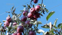 Cette semaine le magazine Voyons Voir est consacré à la production fruitière.