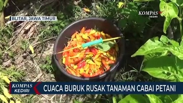 Akibat Cuaca Buruk, Hasil Panen Petani Cabai Anjlok