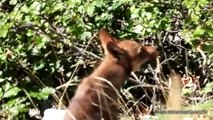Abruzzo, guida di montagna incontra un cucciolo di lupo: interviene la madre del piccolo