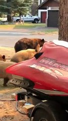 Playful Doggy Gets Excited Over Passing Bears