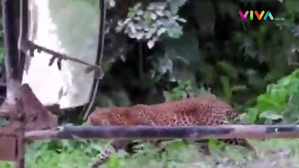 Seekor Macan Tutul Keluar di Nusakambangan