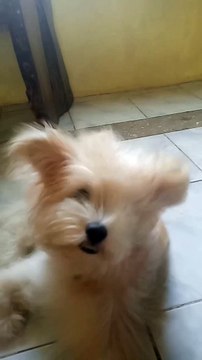 Cute Dog Enjoying The Air Fan