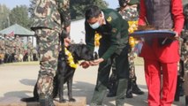 Nepal adora a perros y cuervos en la fiesta hindú de Tihar