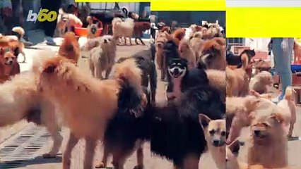 The Meaning Behind Your Dog’s Adorable Head Tilt