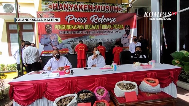 Polda Kalteng Ringkus Pelaku Penjual Satwa Dilindungi Trenggiling
