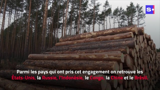 COP26 : plus de 100 pays s'engagent contre la déforestation
