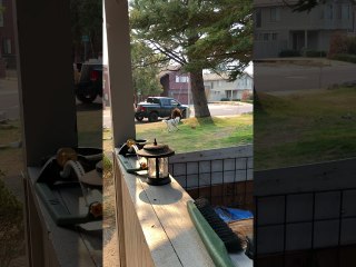 Playful Doggy Gets Excited Over Passing Bears