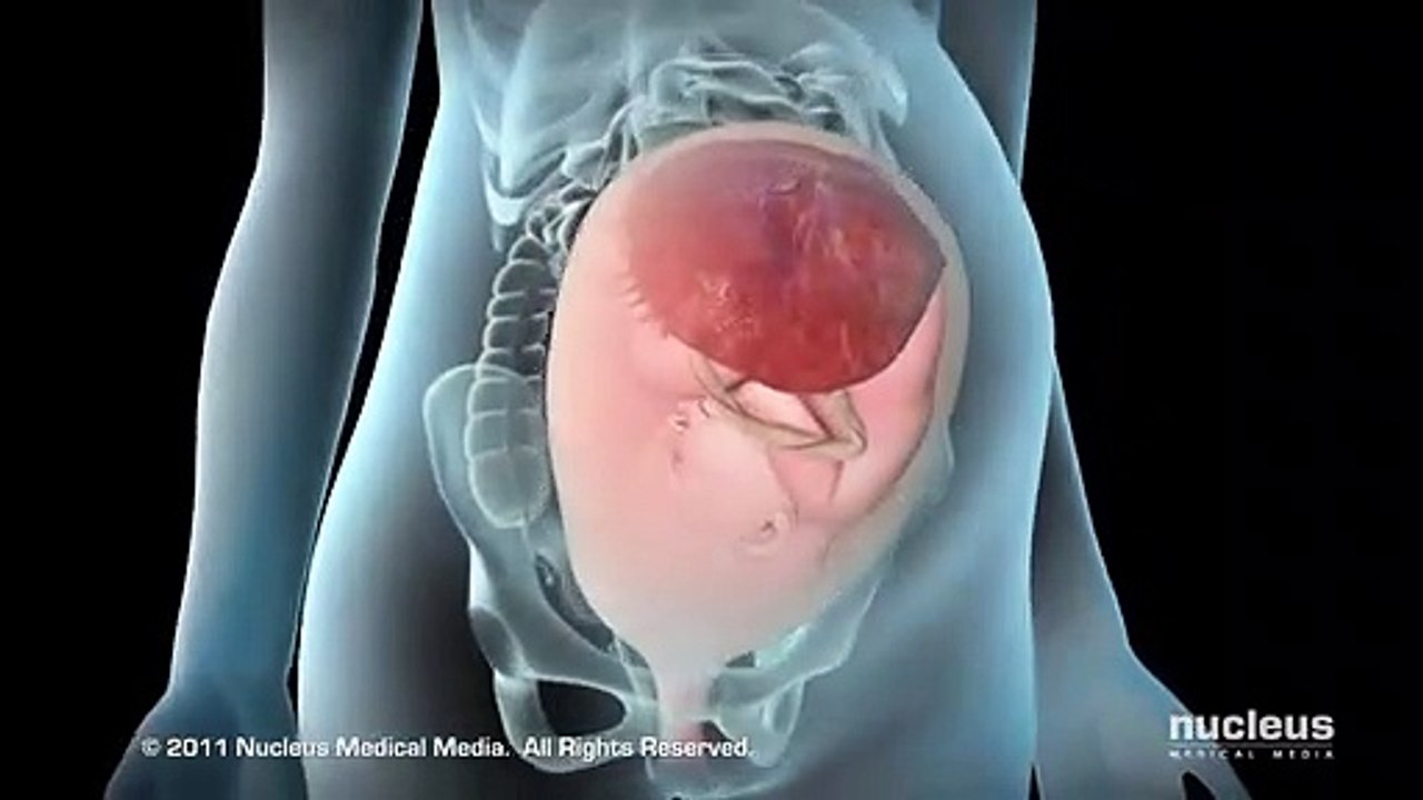 Nucleus - Labor And Vaginal Birth