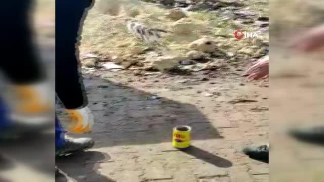 Kafası teneke kutuya sıkışan kediyi İlçe Orman Şefliği ekipleri kurtardı