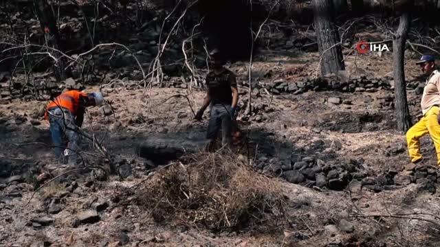 Son dakika haber! Yangın afeti sonrası fidan dikim seferberliği 11 Kasım'da