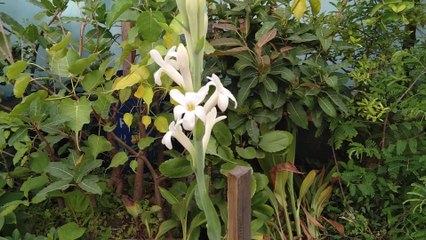 How to grow Tuberose from a bulb and Care - Right Time