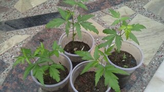 Grow Neem tree in 10 days from Seeds | In July and August