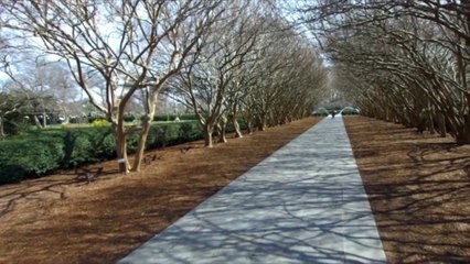 What Are Those White Specks on My Crepe Myrtle?
