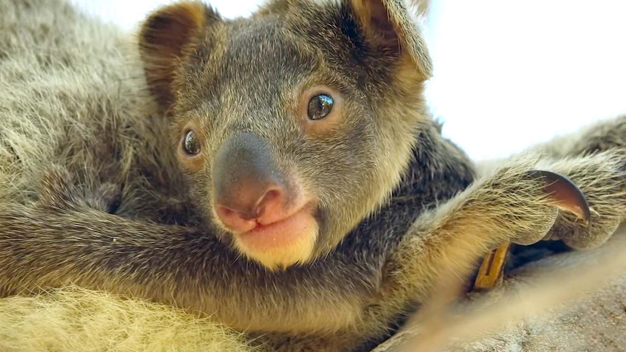 Animal on Netflix Official Trailer video Dailymotion