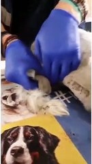 Hallan a un gato que sobrevivió varias semanas a las cenizas y junto a la lava en La Palma