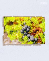 Dara Djaldi, maître distillateur | Portrait Éclair