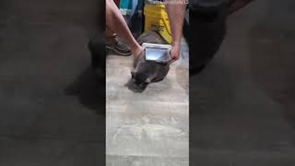 Cat Too Fat To Fit Through Door