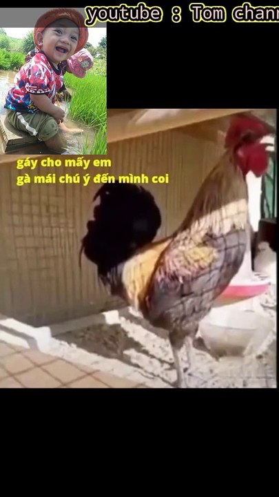 Kêu mấy cô gà mái