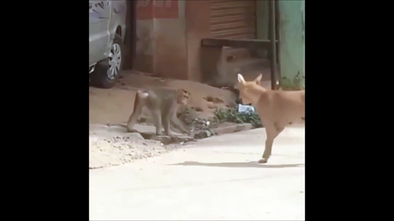 Ce singe n'a pas du vivre que des bonnes expériences avec les chiens... Vieux traumatisme
