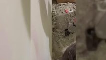 Çatı oluğundan çıkarılan yavru kedi anne sütüne koştu