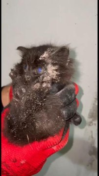 GİDER BORUSUNDA SIKIŞAN YAVRU KEDİYİ İTFAİYE KURTARDI