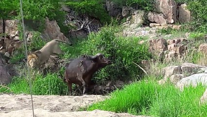 Lions Corner Buffalo With Broken Leg