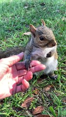 Friendly Squirrel Sits With Human Who Rescued Him