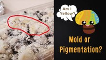 Yellow mold or mycelium pigmentation? | Contamination or not?