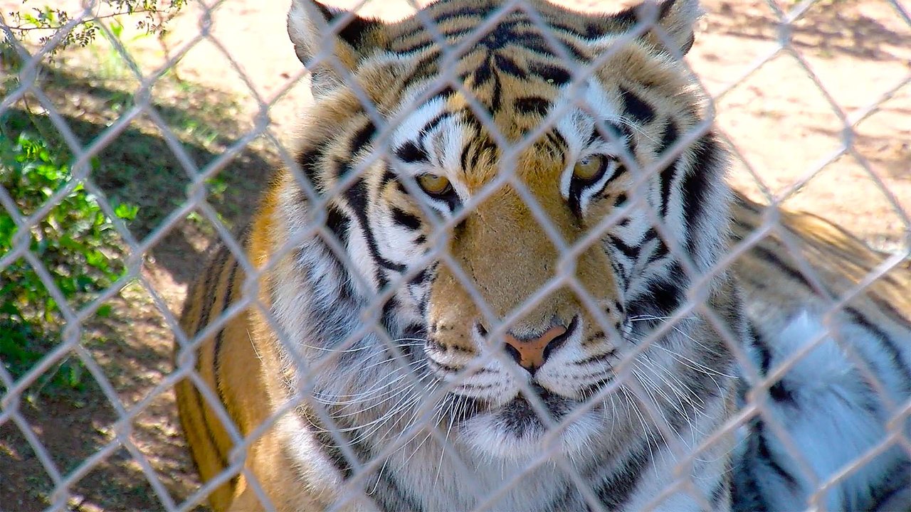 Meet Zarah the Bengal Tiger at Out of Africa Wildlife Park