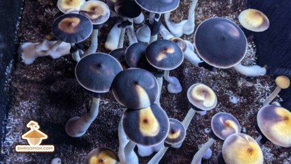 Dark spots on mycelium and mushrooms | Contamination or not?