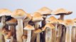 Detroit Votes To Decriminalize Psychedelic Drugs Like Magic Mushrooms