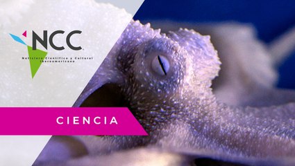 Los pulpos poseen dos tipos de sueño: “en calma” y “activo”