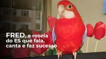 Fred, a rosela do ES que fala, canta e faz sucesso