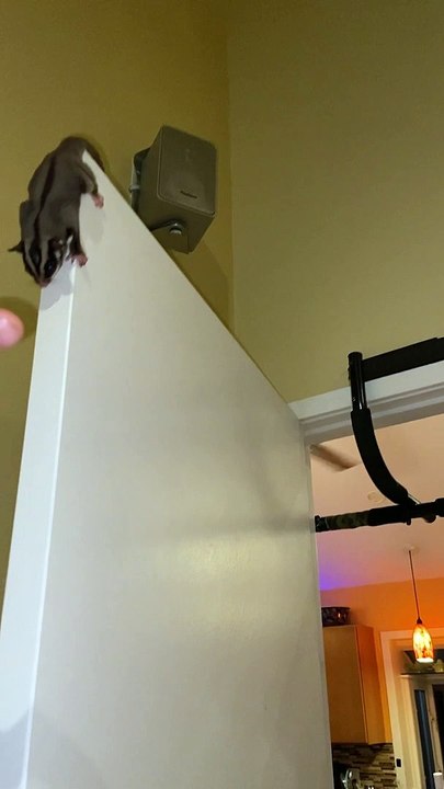 Sugar Gliders Jump When Called