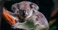 Tiernos y adorables: curiosidades que quizás no conocías de los koalas