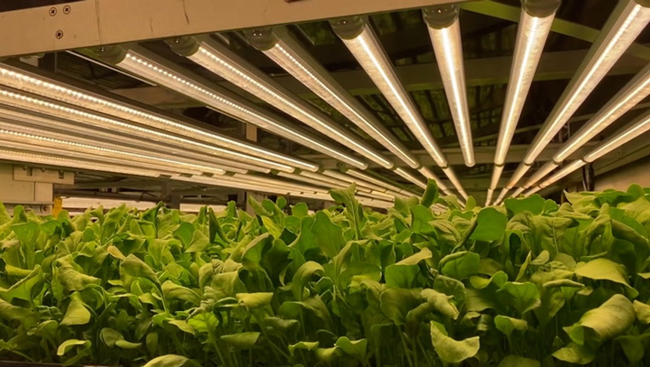 Aeroponics farming company strives to grow the sweetest berries