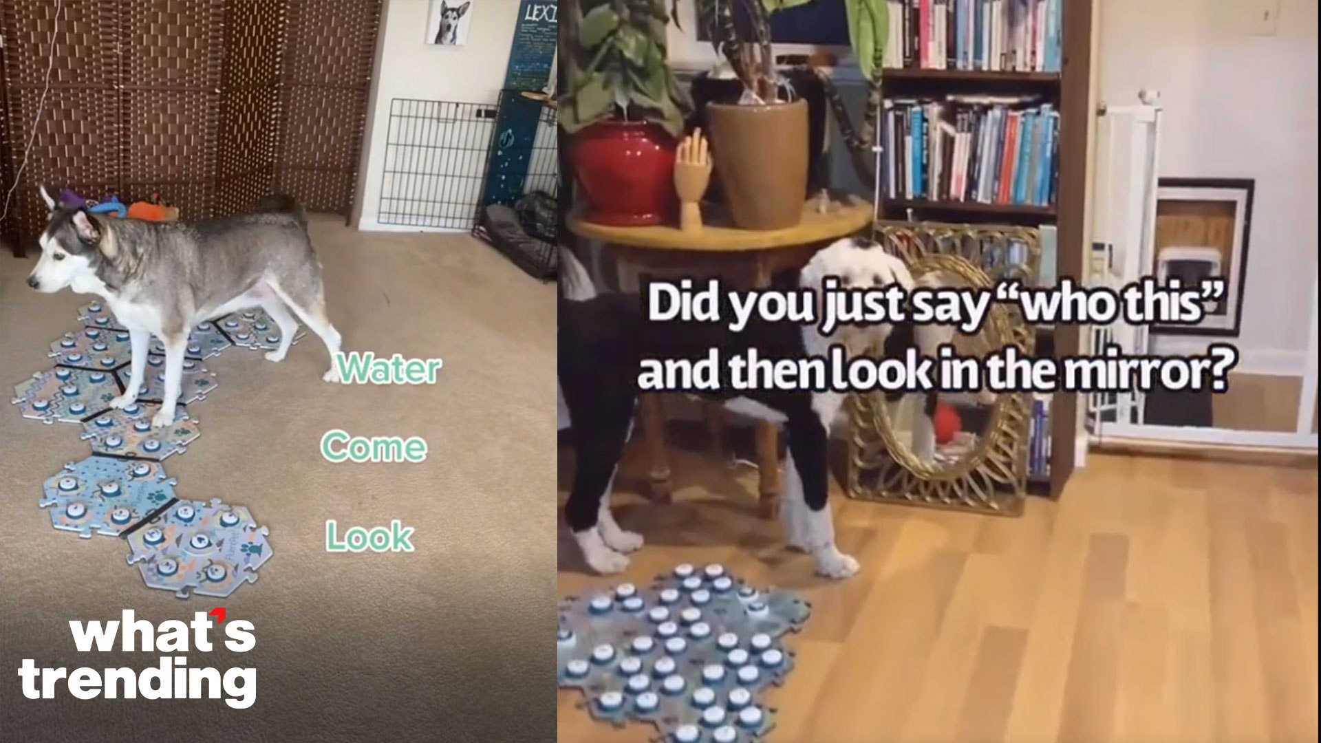 ⁣Behind the Science of Talking Dogs and Cats on TikTok