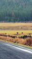 Elk Gets Hung up While Jumping Over Fence