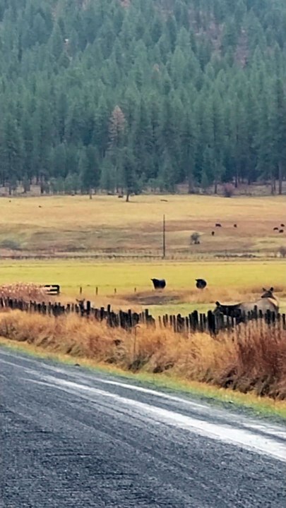 Elk Gets Hung up While Jumping Over Fence