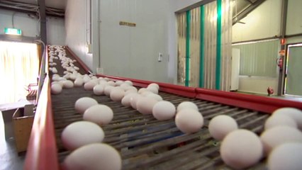 NSW threatens to derail country's planned phase-out