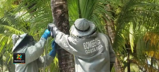 tn7-Ciudadanos-llaman-al-9-1-1-para-reportar-hormigas,-gusanos,-sapos-o-arañas-031121