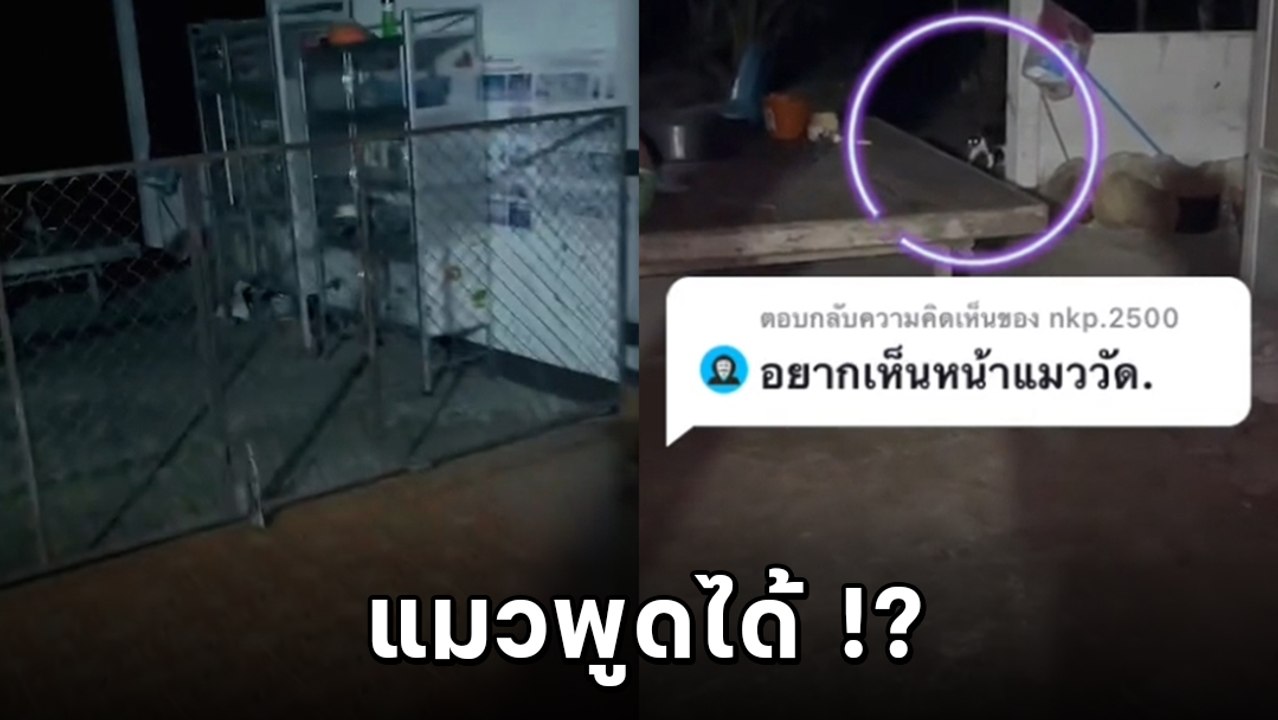 ตะลึง ! แมวพูดได้ ทักทายกลางดึก ตอนแรกก็ไม่หลอน แต่ตอบแบบนี้ขนลุกซู่ !!