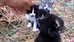 Funny cats and cute kittens meowing, purring, and hissing