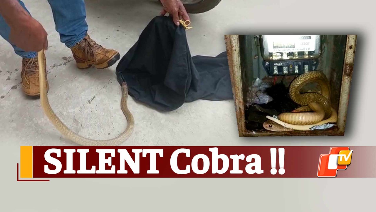 Bhubaneswar: Cobra Inside Sealed Electric Meter Box Rescued Safely