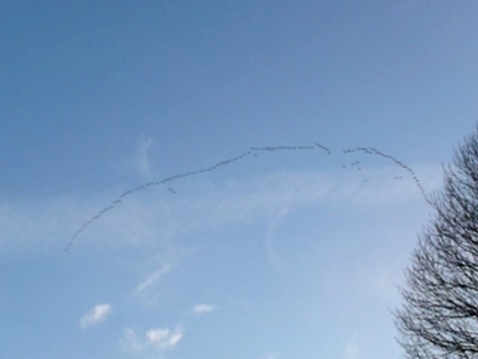 Vol de grues